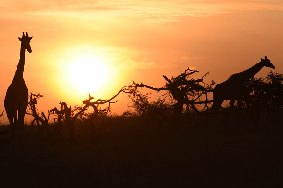 Giraffes at sunset in Kenya